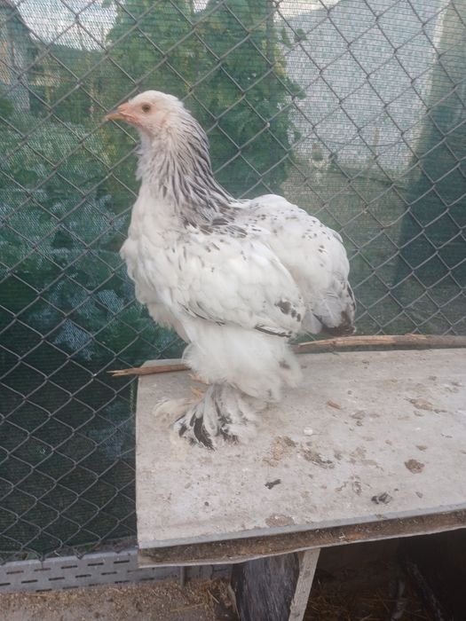 Gaini brahma  2026