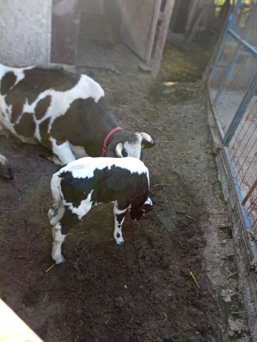Vaca cu vițică 3 ani