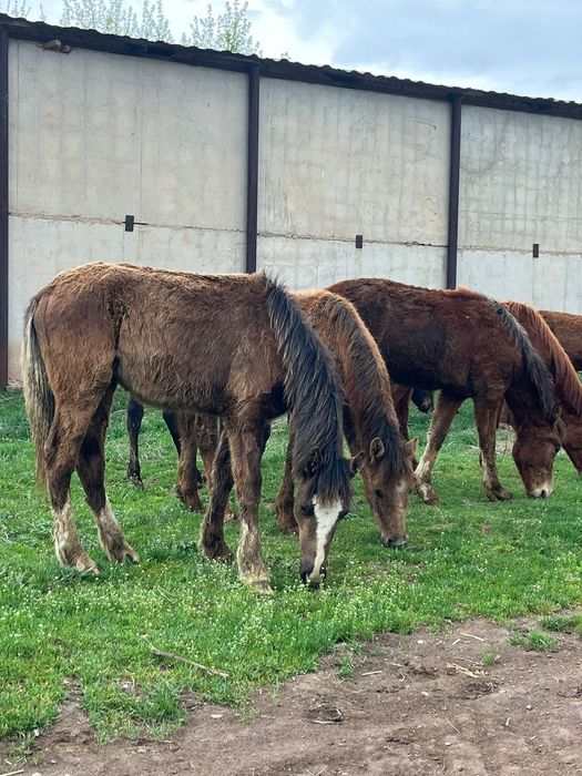 Ірі тайлар сатылады