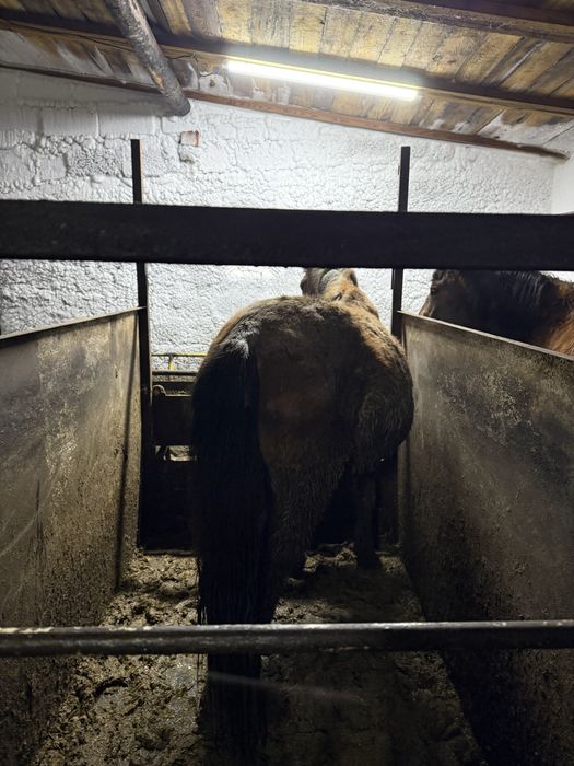 Лошадь с откорма крупная