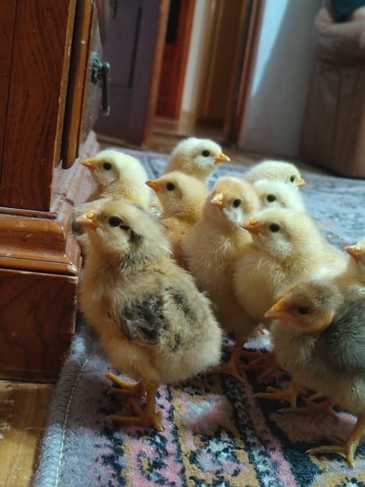 Pui Kabir 12 bucăți