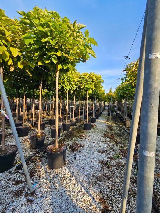 Catalpa globulară transportul este gratuit