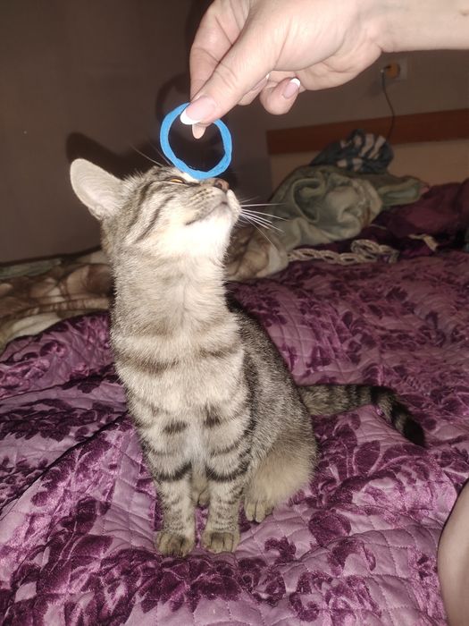 отдам замечательну кушечку