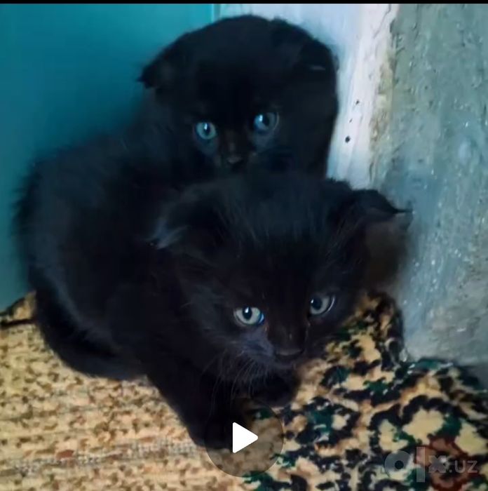 Мушук котят сотилади