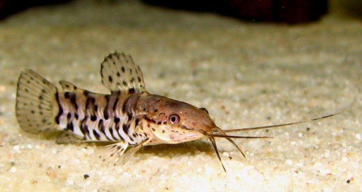 Сомики таракатумы