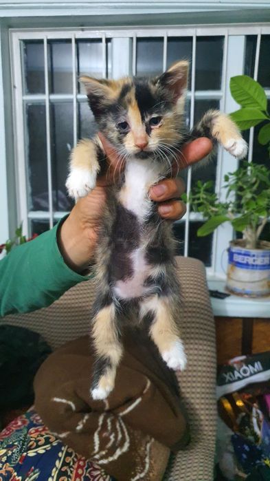 Отдам в хорошие руки котят.