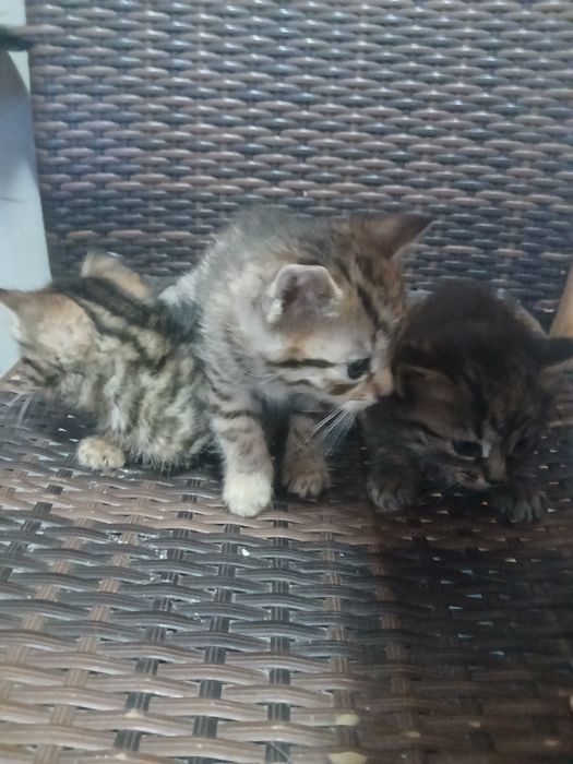 Pisici pt adoptie