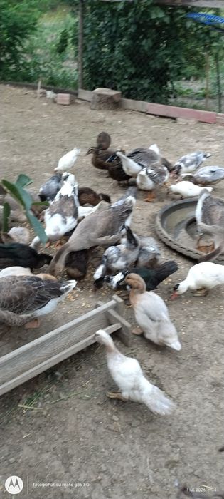 Vand 10 rate gălăgioase