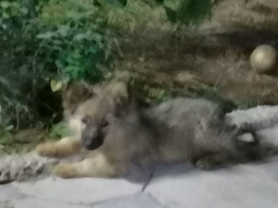 Кавказская овчарка