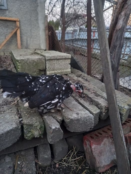 Pereche gaini pitice golașe