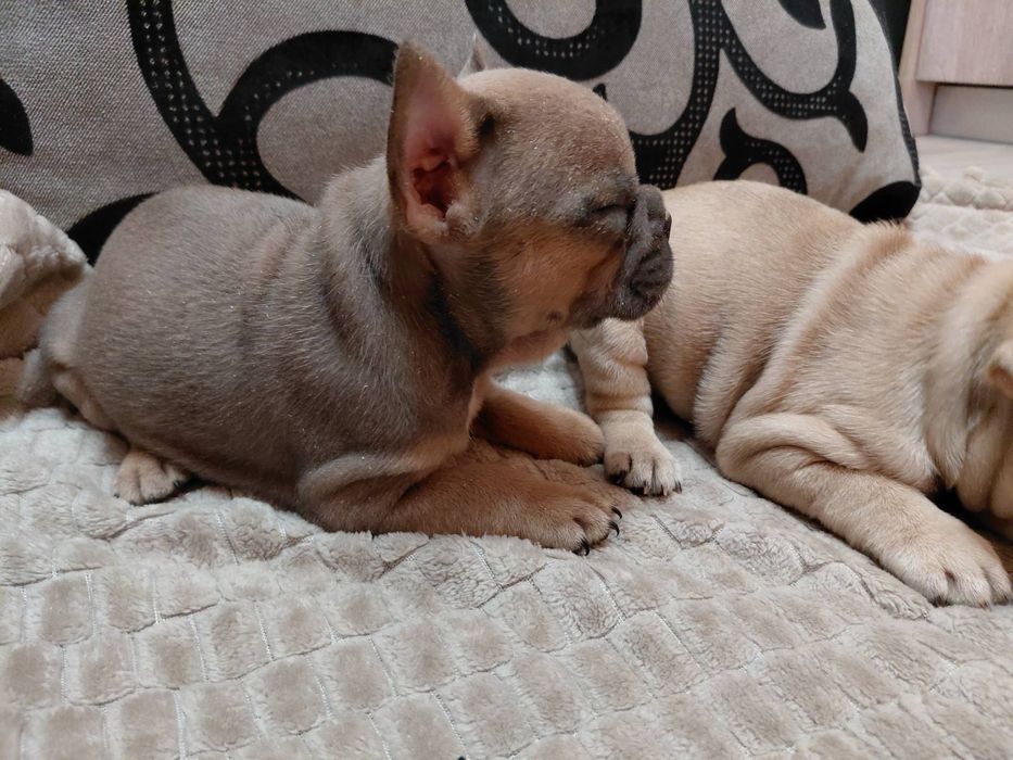 Френски булдог-булдочета