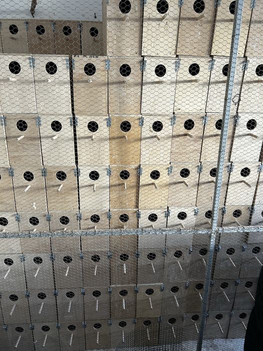 Cuiburi/cuib papagali/perusi din placaj de 10 mm