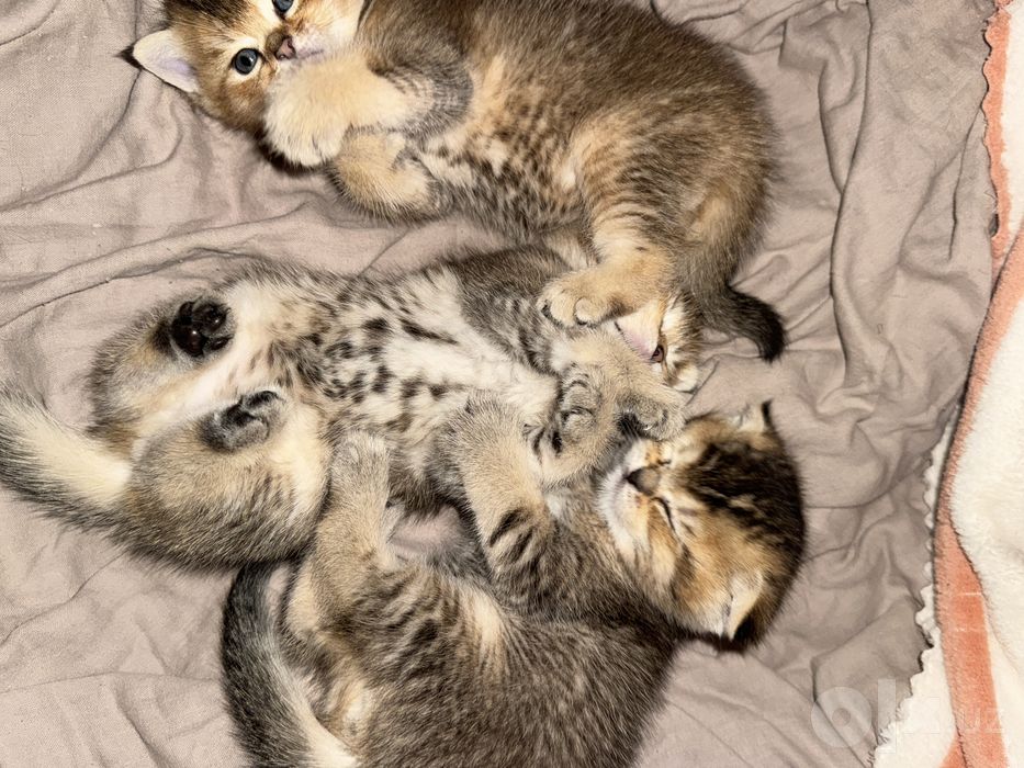 Породистые котята, продоються