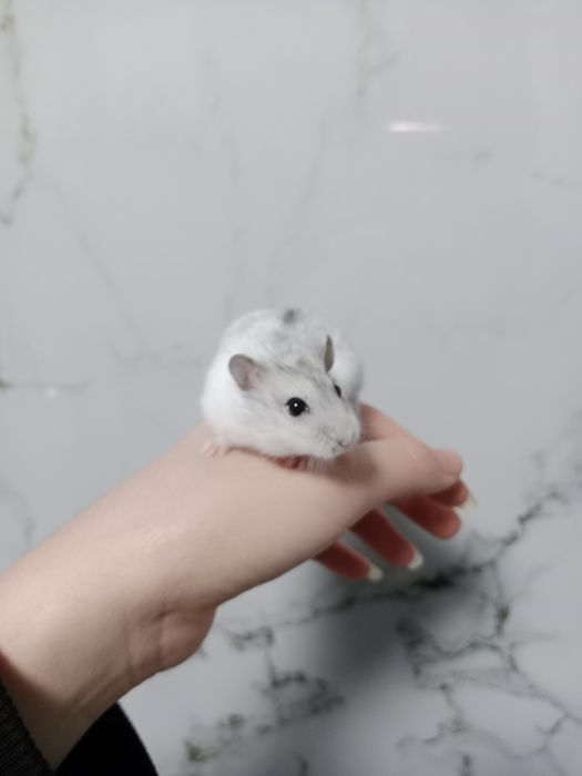 Продаю клетку для хомяков