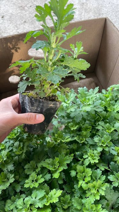 Рассада клубники, рассада хризантемы