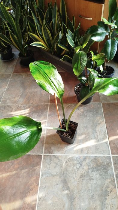 Комнатные растения