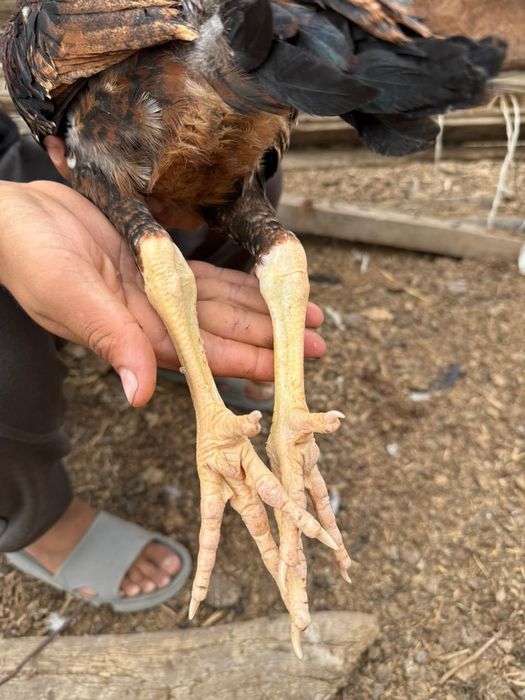 Продам дакан 2ай 14 күн