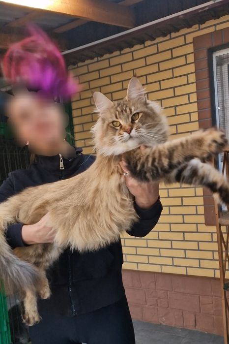 Мейн-кун девочка