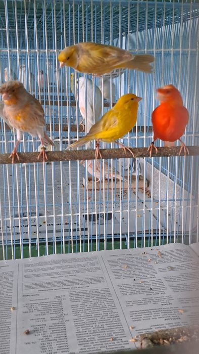 Кансрейки. Самцы и самки