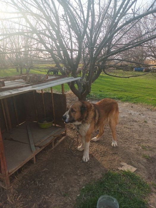 Вязка Россиская стороживая