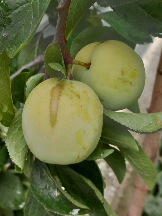 Vand prune galbene