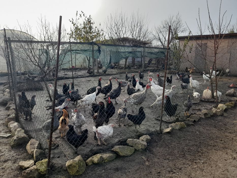 Vand curcani și cocosi