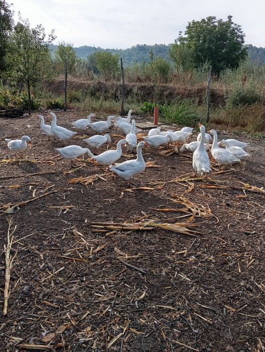 Vând gâște albe romanesti