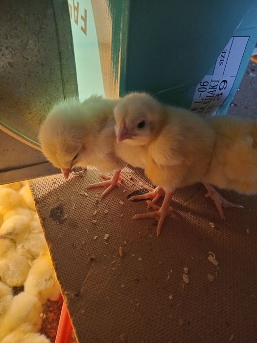 Продам суточный бройлер