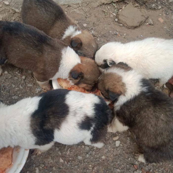 Отдам кутят в хорошие руки