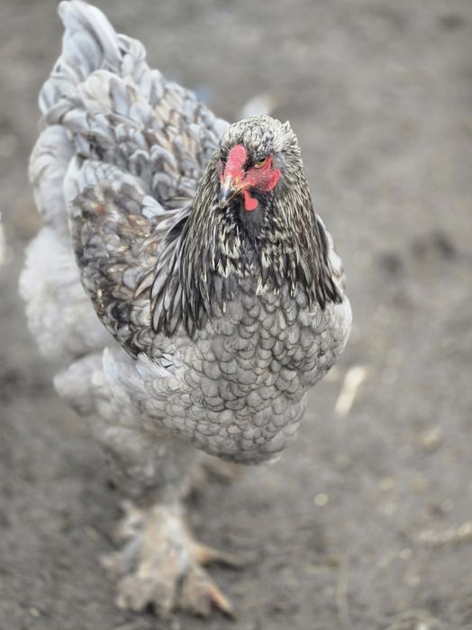 Cocoși/gaini brahma. În Iulie au un an!!