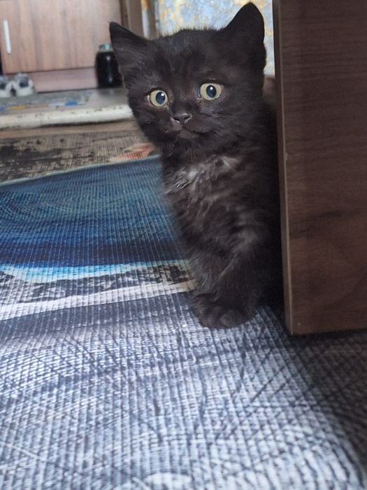 Отдам в добрые руки котят