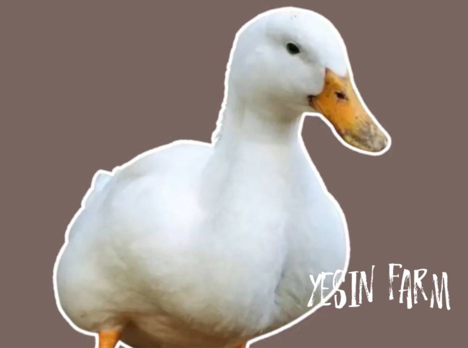 Утиные инкубационные яйца, быстрый рост поголовья