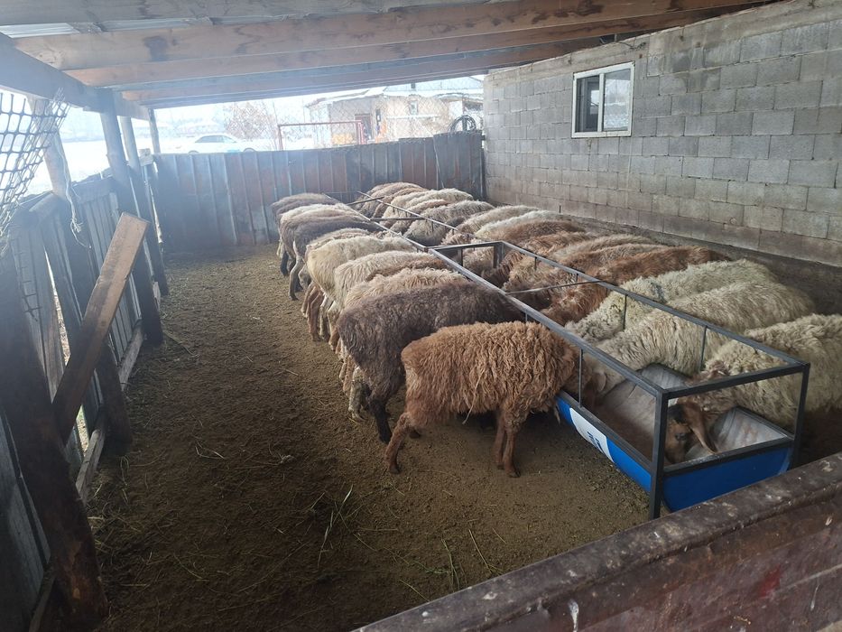 Продаётся бараны токтушки