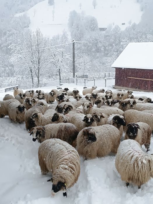 Vând oi cu miei  mai multe detalii la telefon