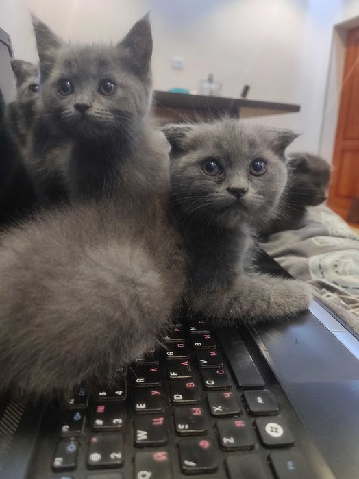 Мурчащие комочки счастья!Шотландские котята (фолды и страйт)