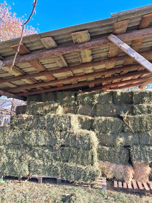 Baloți de lucernă premium, 100x55 cm