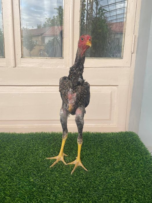 Tonka toj joja xoroz sotiladi