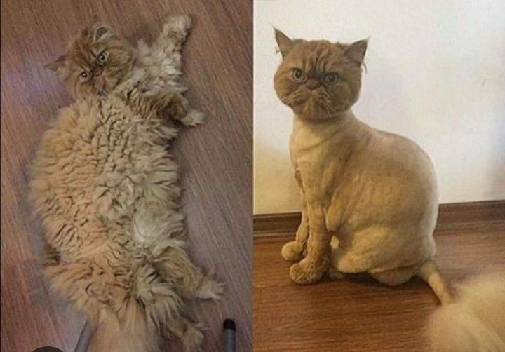 Стрижка кошек избавит вас от шерсти