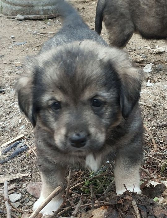 Щенятки в добрые руки