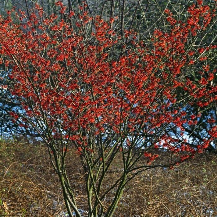 Вещерско дърво-(Магически лешник )