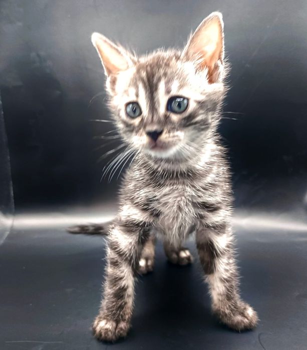 Бенгальский котик серебро