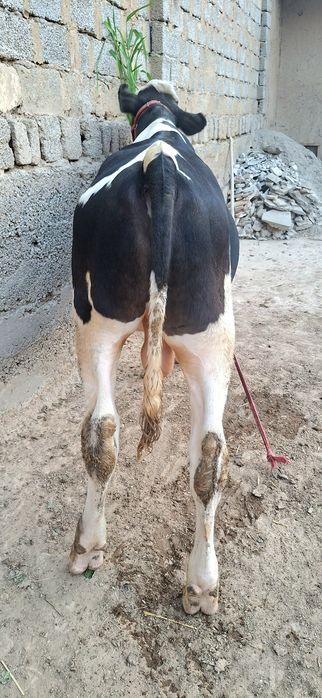 Simental gibrid buqacha sotiladi.