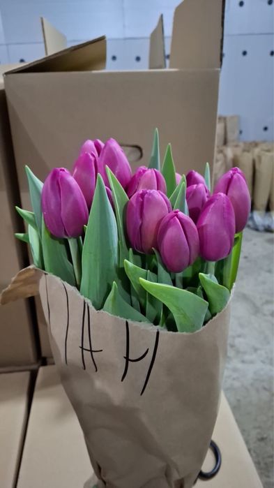 Тюльпаны оптом