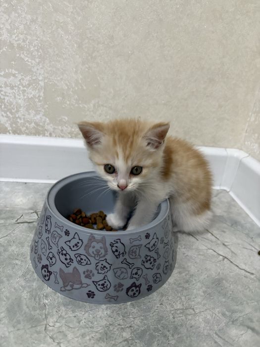 Отдам котёнка в добрые руки!