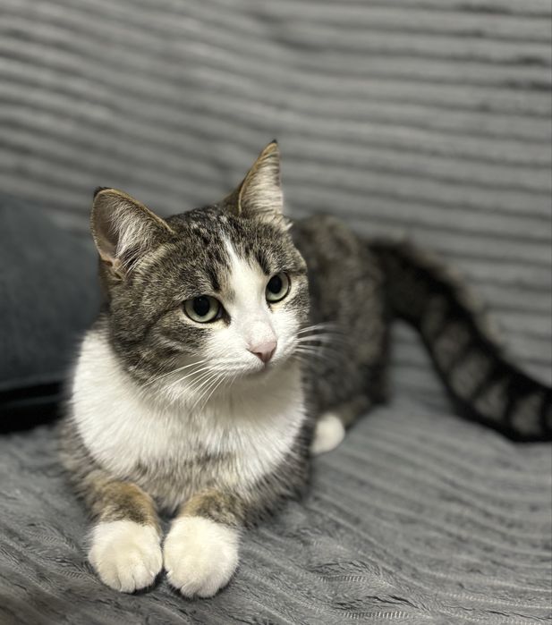 Кошечка в добрые руки