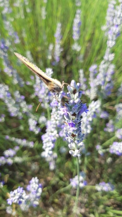 Lavanda  iulie 2025  floare uscata recent.