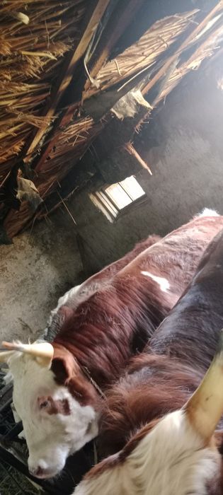 Продажа откорм быки