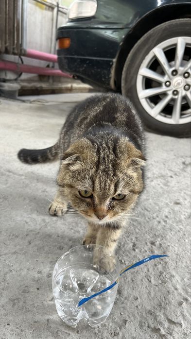 продаю кошку Вислоухий