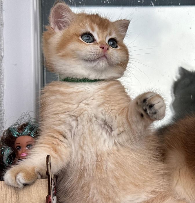 British shorthair golden fetita de ELITA ! Certificat pedigree WCF