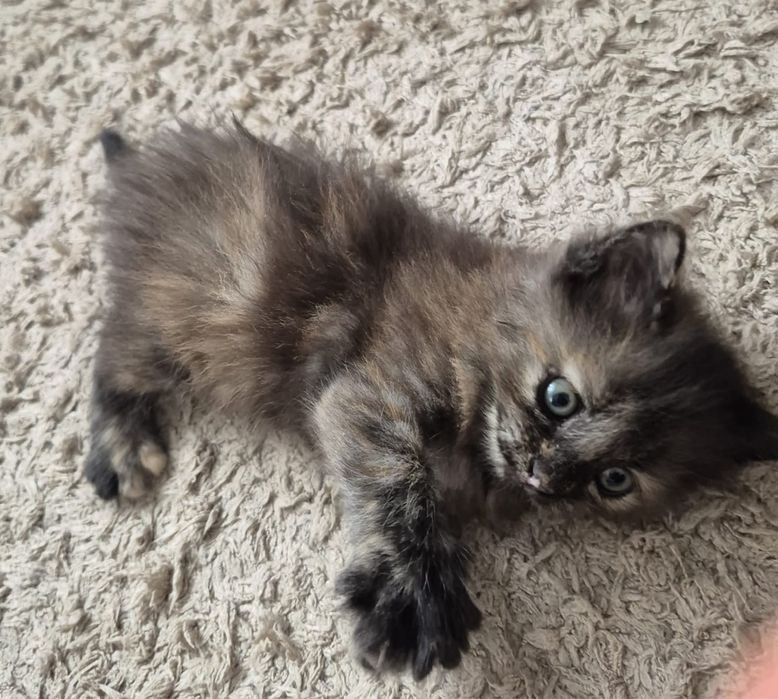 Отдам котенка в добрые руки